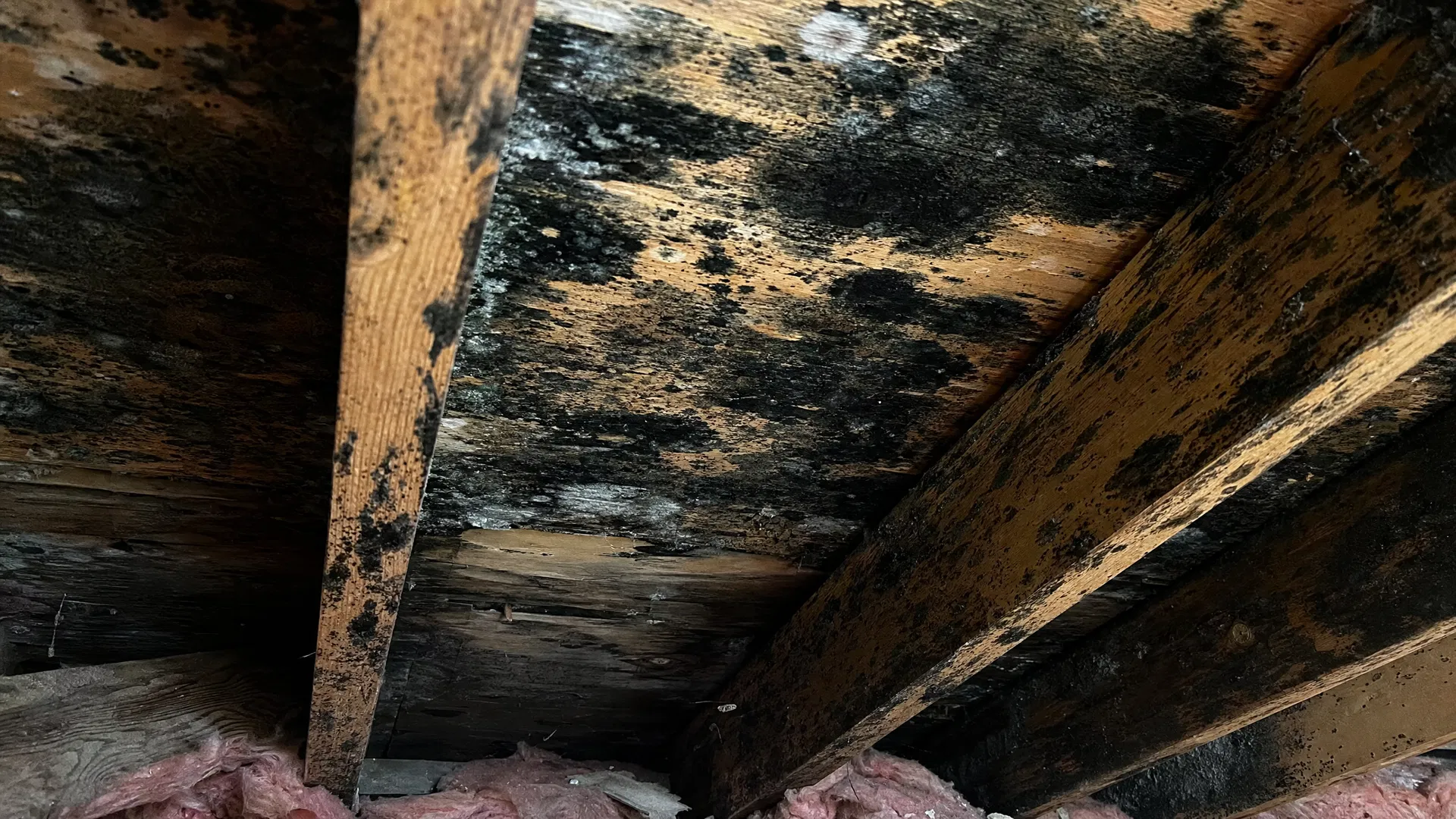 Attic mold remediation - before