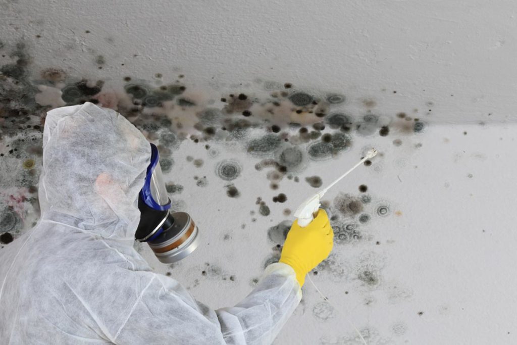 mold removal remediation e