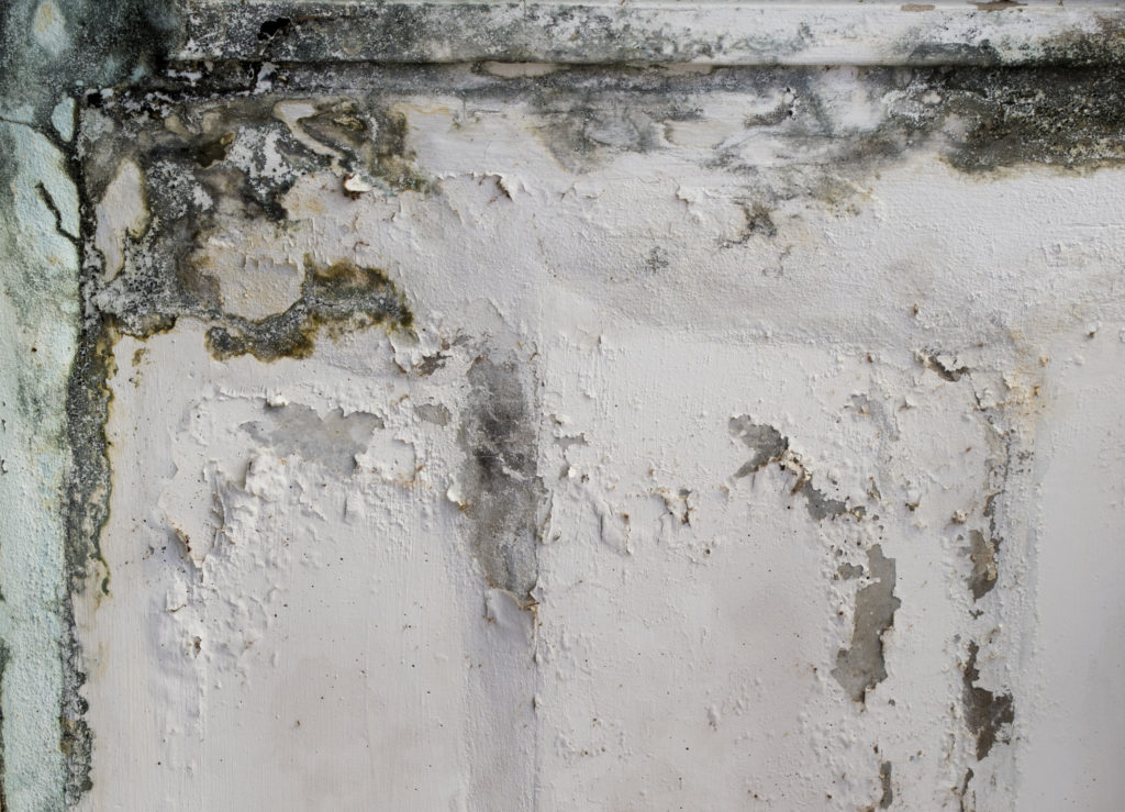 This is an example of black mold that was discovered by our team after removing the paint off the walls.